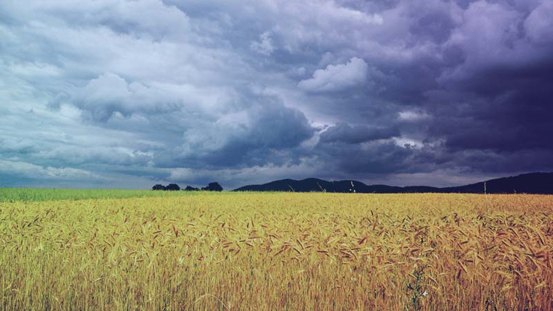wheat field, rain crop